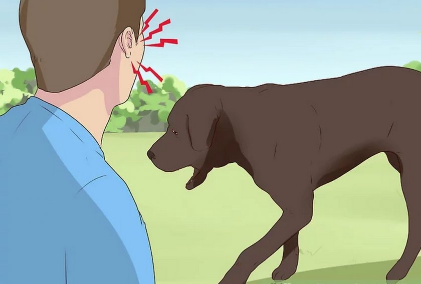 Что делать, если собака задыхается