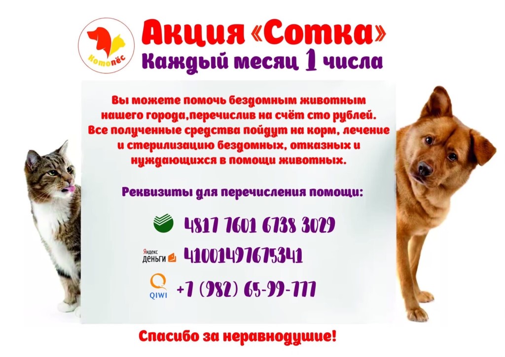«лапа помощи». как я могу помочь бездомным животным и зоозащитным организациям?