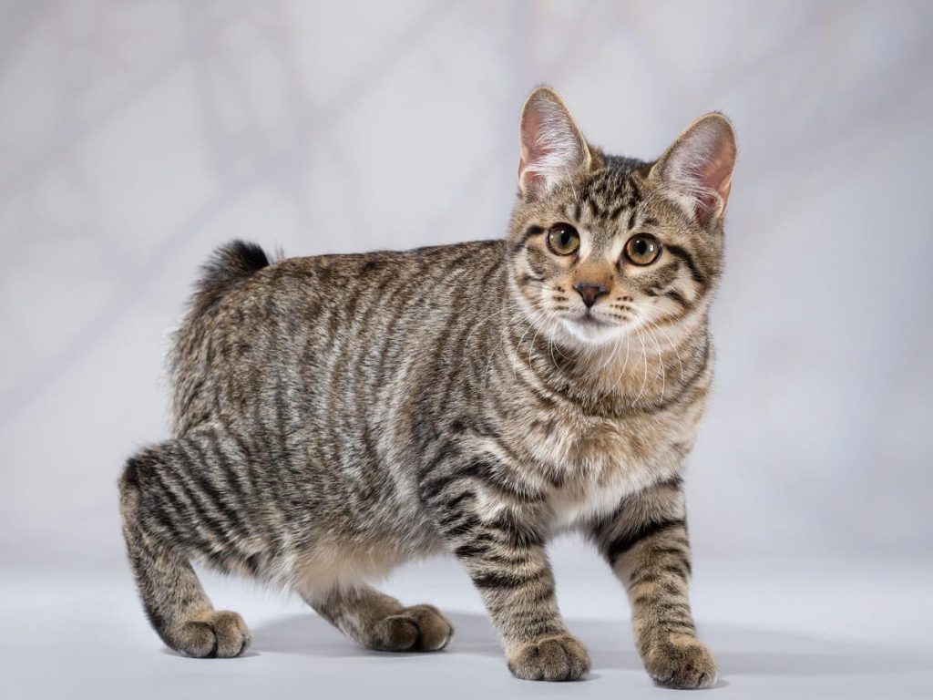 Карельский бобтейл: фото кошки и кота чистой породы