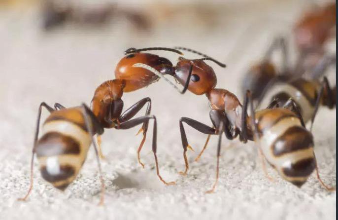 Camponotus nicobarensis - от чистого истока | клуб любителей муравьев