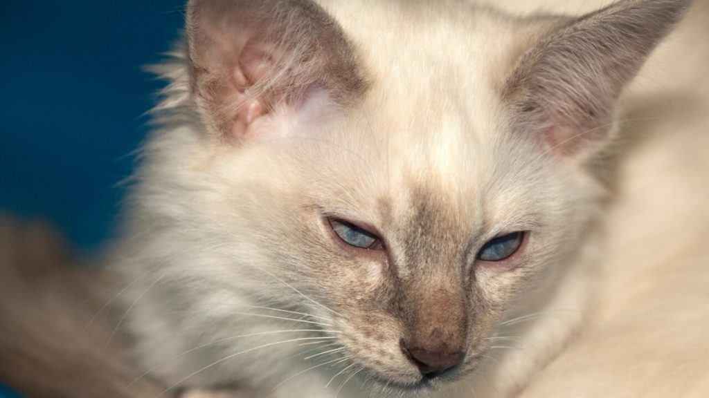 Балинезийская кошка. описание, особенности, уход и цена за балинезийской кошки | животный мир