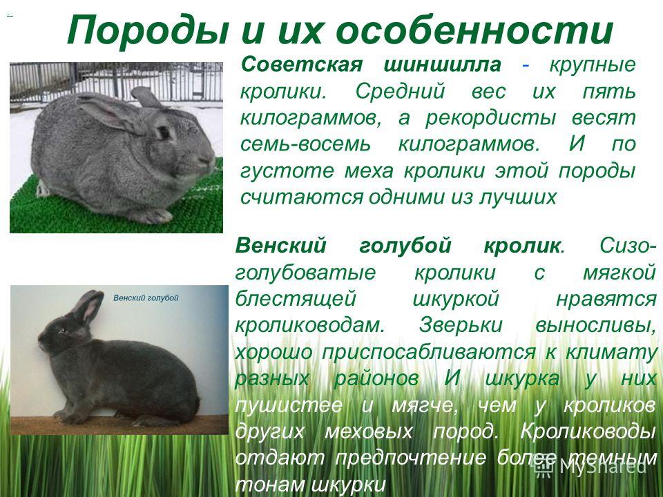 Шиншилла животное. описание, особенности, уход и цена шиншиллы | живность.ру