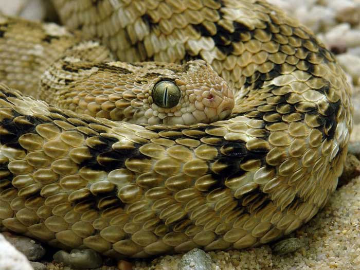Эфа змея. описание, особенности, виды, среда обитания и образ жизни эфы