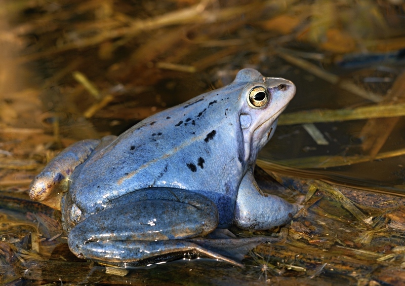 Остромордая лягушка. образ жизни и среда обитания остромордой лягушки