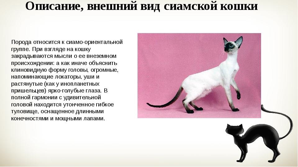 Сиамская кошка – описание характера и внешнего вида породы, цена котенка