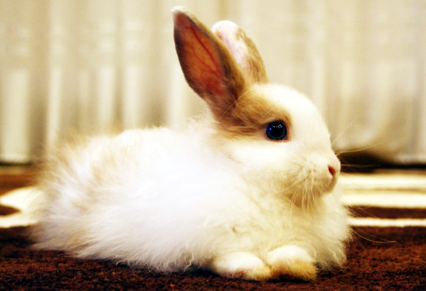 Декоративный кролик фото