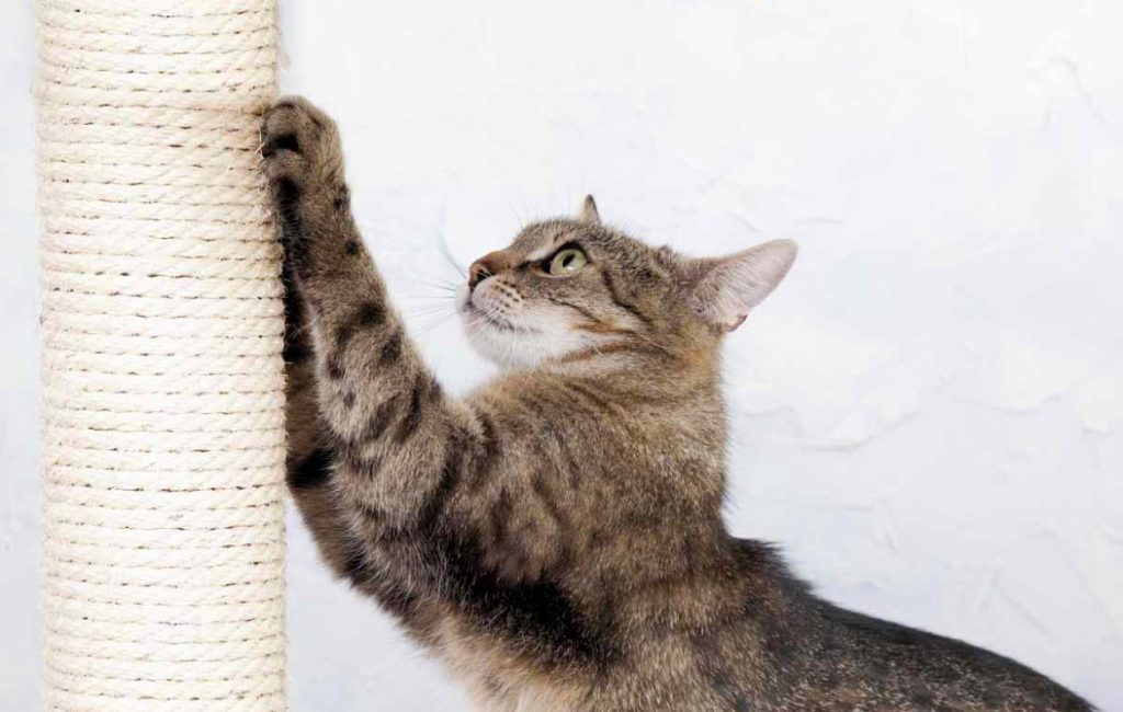 Как отучить кошку царапать мебель и обои: 7 способов