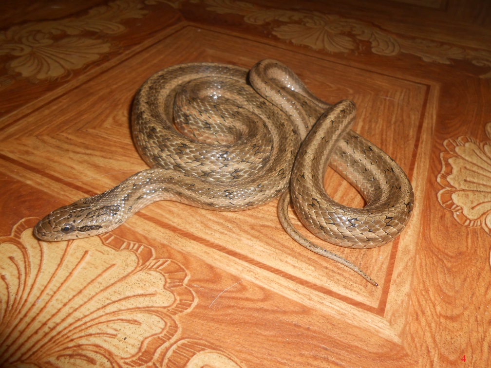 Как избавиться от змеи в жилом доме: 14 шагов