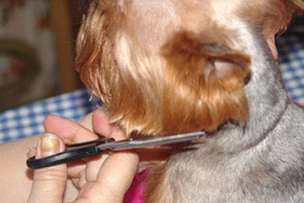 Можно ли обрезать усы собаке при стрижке