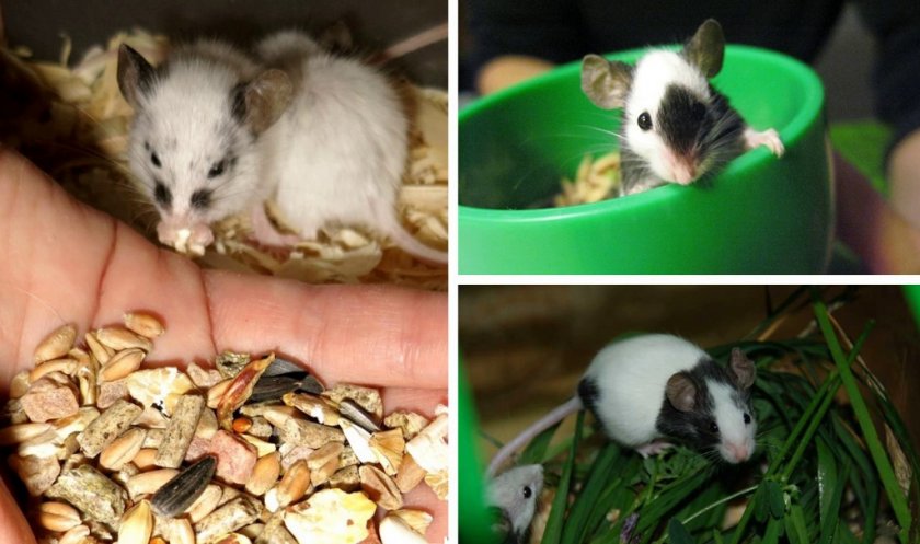 Декоротивные мыши - уход, содержание и разновидности домашних мышей