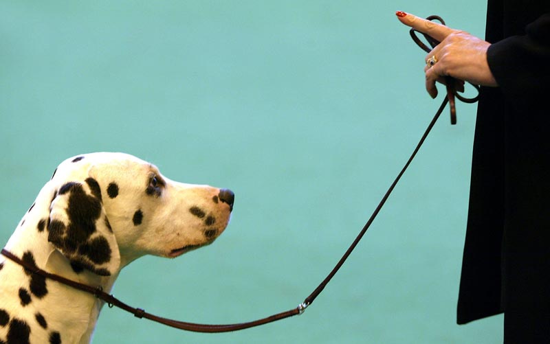 Ученые придумали как дрессировать собак с помощью вибраций - gafki.ru