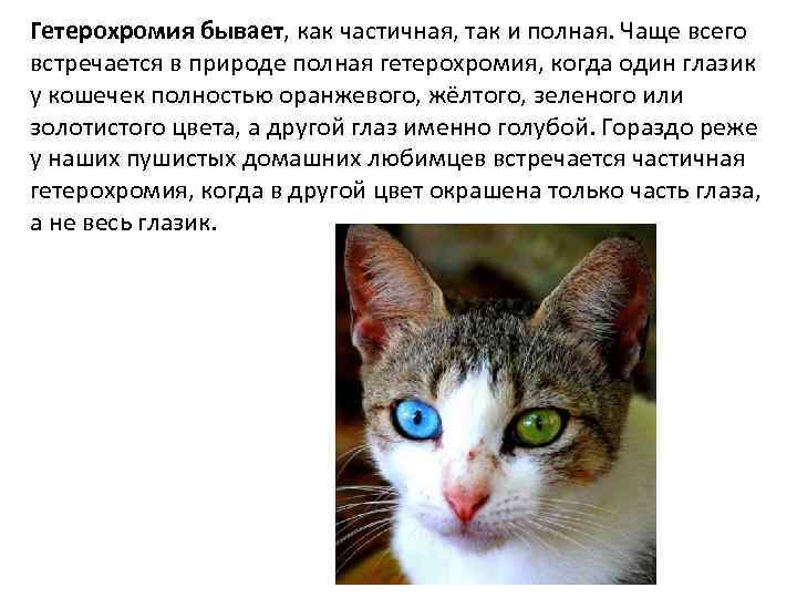 Кошки с глазами разного цвета (31 фото): описание белых и черных котов с гетерохромией. список пород котят с разноцветными глазами