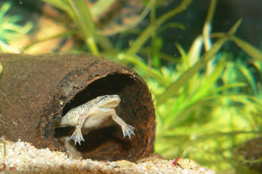 Гладкая шпорцевая лягушка (xenopus laevis)