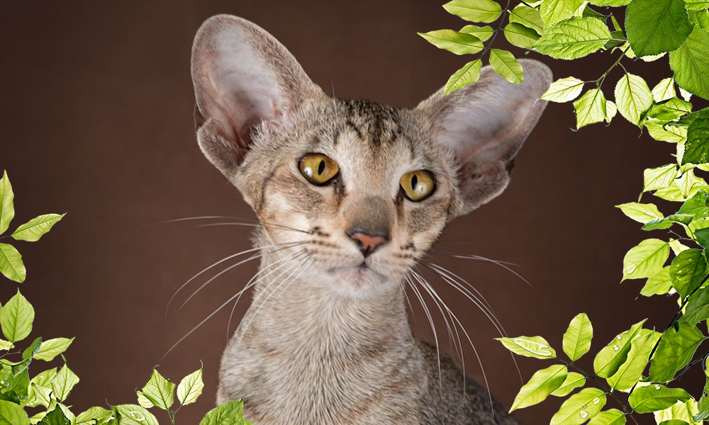 Ориентальная кошка: характеристика породы, здоровье, уход и содержание, правила воспитания котенка, цена (150 фото)