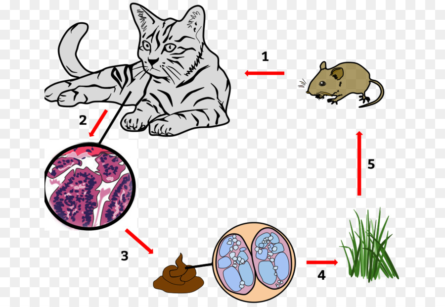 Токсоплазмоз у кошек - симптомы, анализы, лечение токсоплазмоза у кошки в москве. ветеринарная клиника "зоостатус"