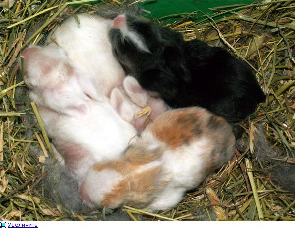Как проходят роды и как правильно помочь крольчихе