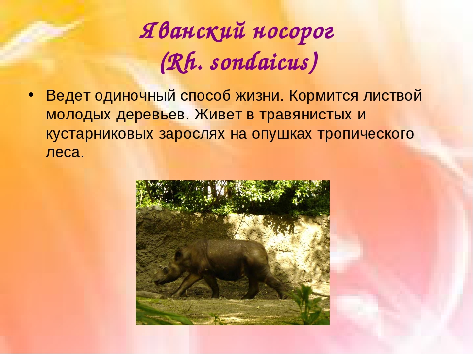 Яванский носорог / rhinoceros sondaicus