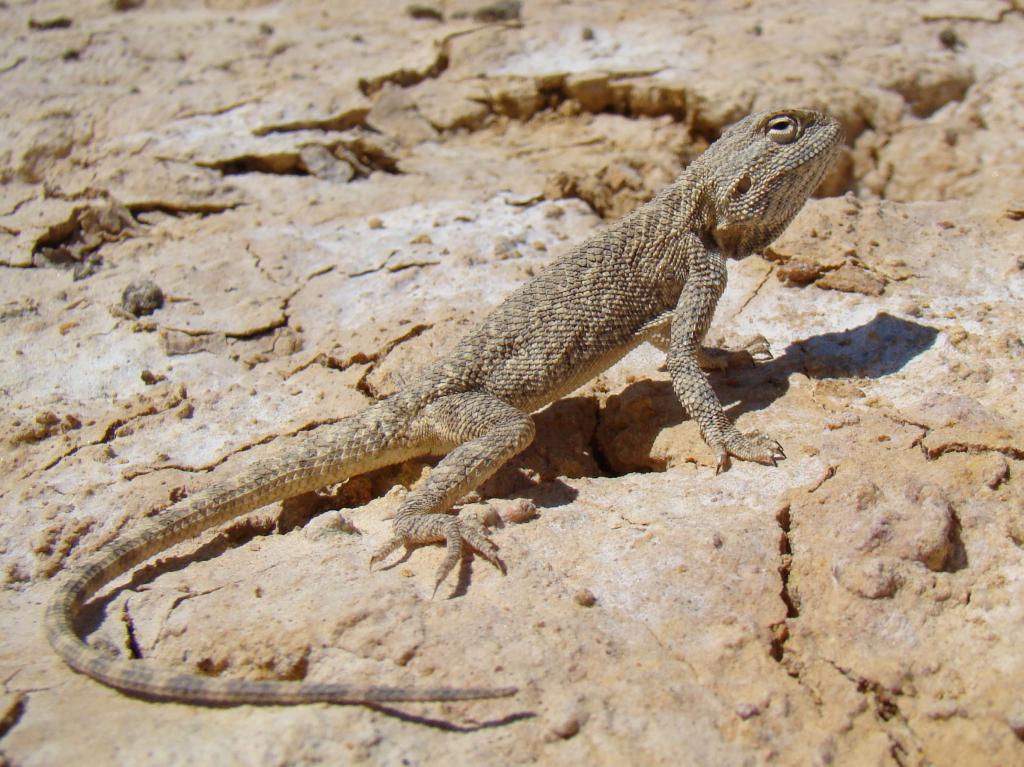 Agama sanguinolenta – Степная агама