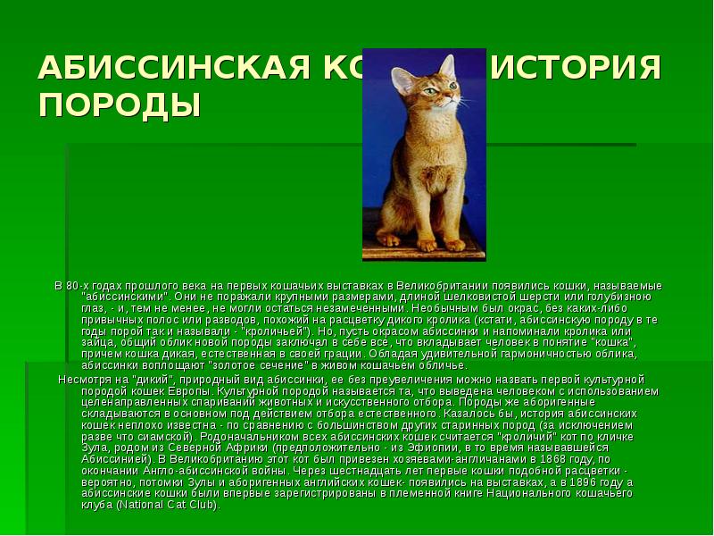 Окрасы кошек невской маскарадной породы (13 фото): особенности окрасов цветов тебби, ред, блю-пойнт, черепахового и других