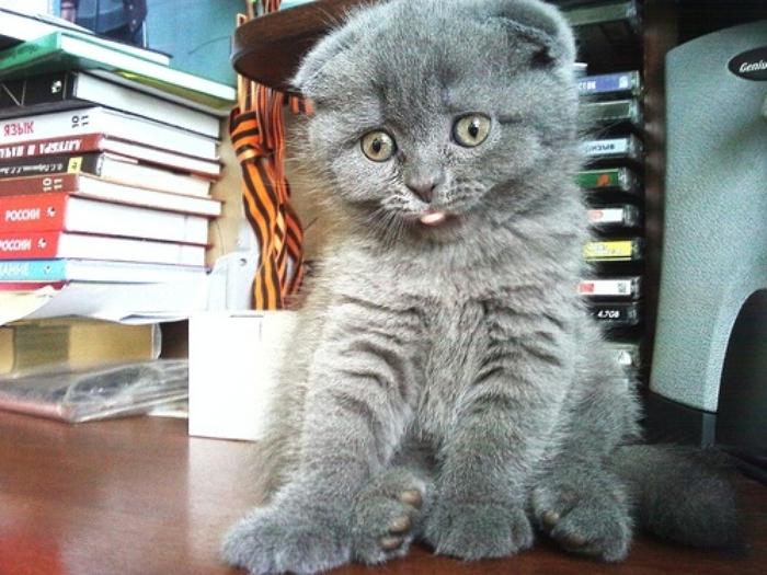 Как назвать серого котенка? популярные, оригинальные и распространенные имена для кошек и котов серого цвета