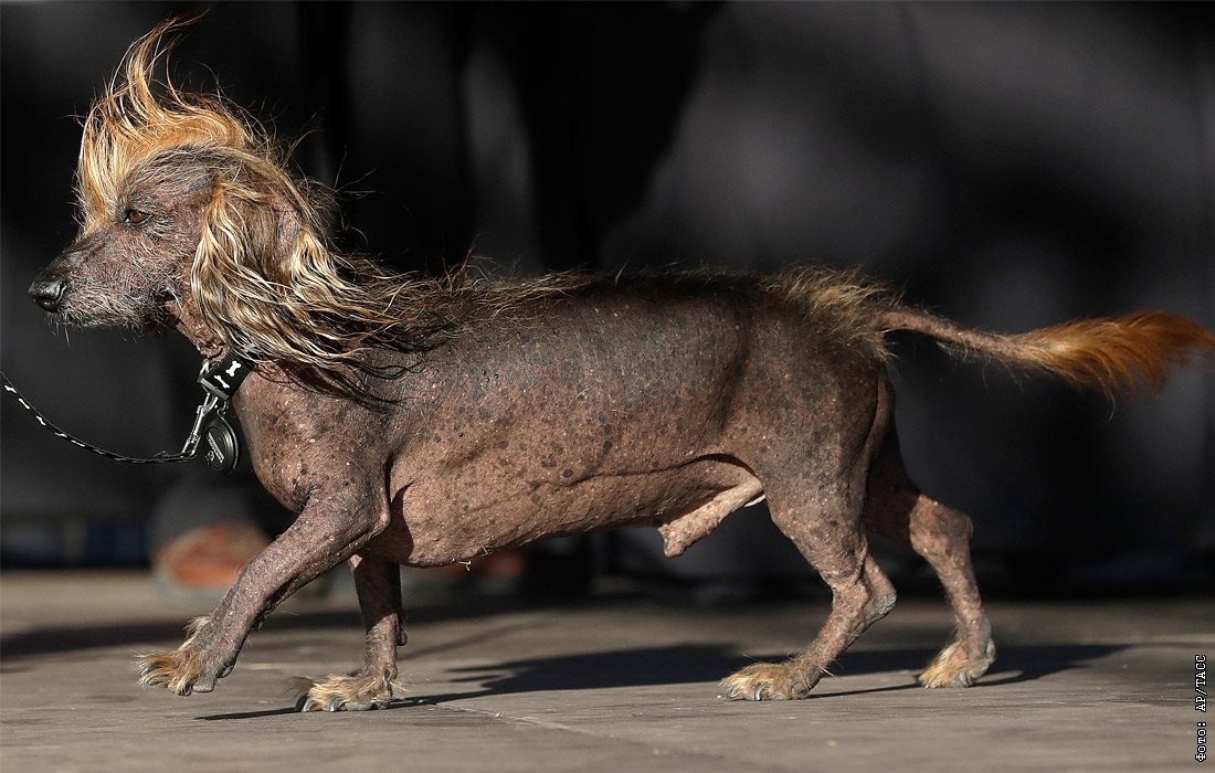Самые страшные собаки в мире: рейтинг некрасивых пород с описаниями - окружающий мир вокруг нас