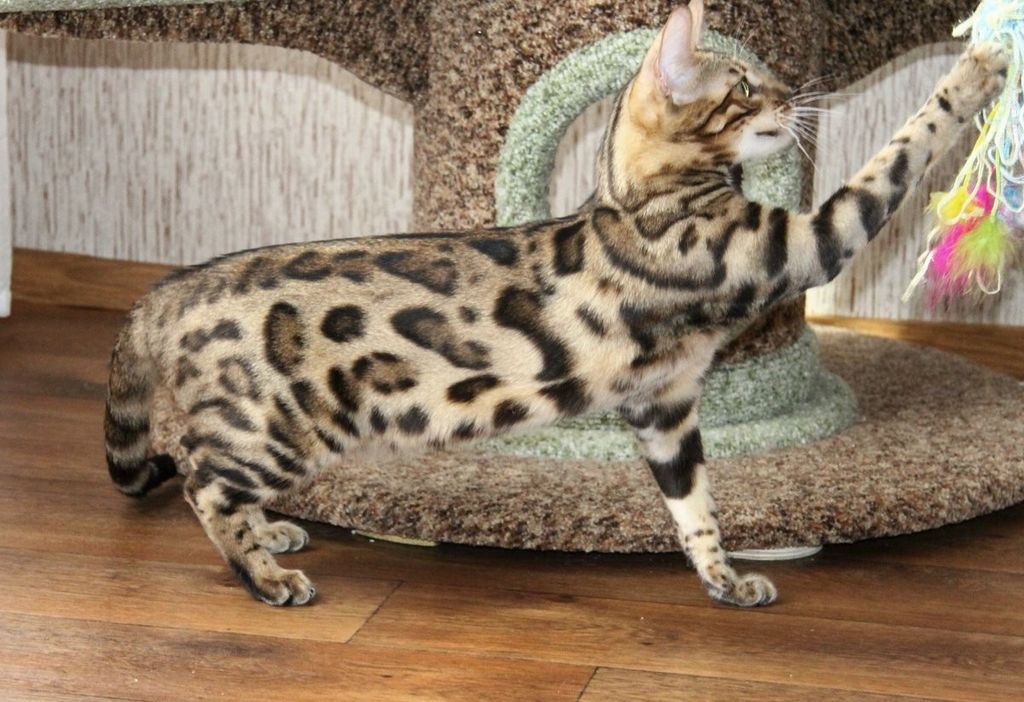 Пятнистые по стандарту породы кошек: фото и описание