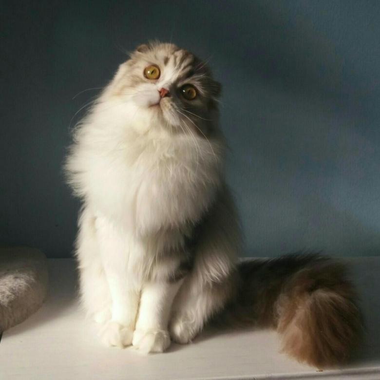 Шотландский вислоухий кот длинношерстный кот фото