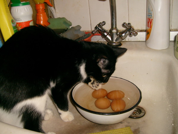 Кот не ест и не пьёт: тревожные симптомы, которые должны насторожить