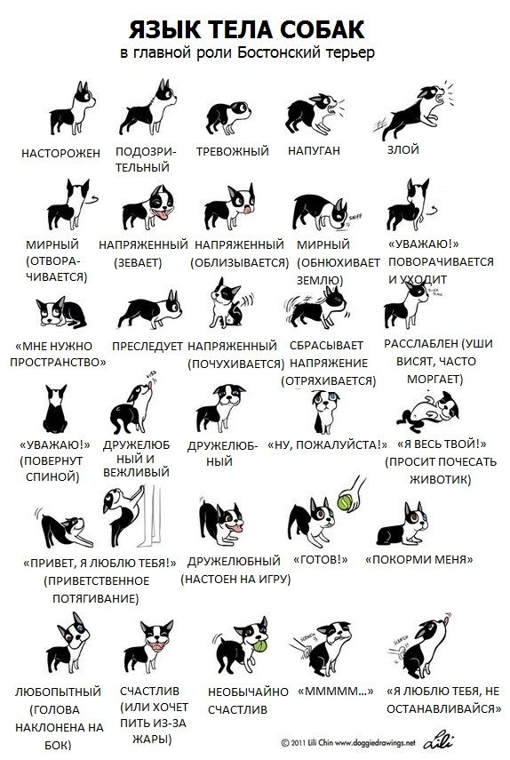 Как понять язык собаки? | сайт о маленьких собачках и не только