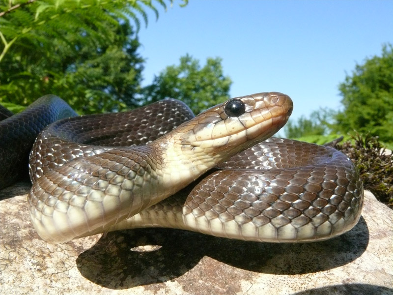 Ядовитые змеи не так агрессивны