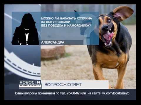 Сколько можно получить, выгуливая чужих собак и как найти тех, кто готов платить от 350 рублей в час