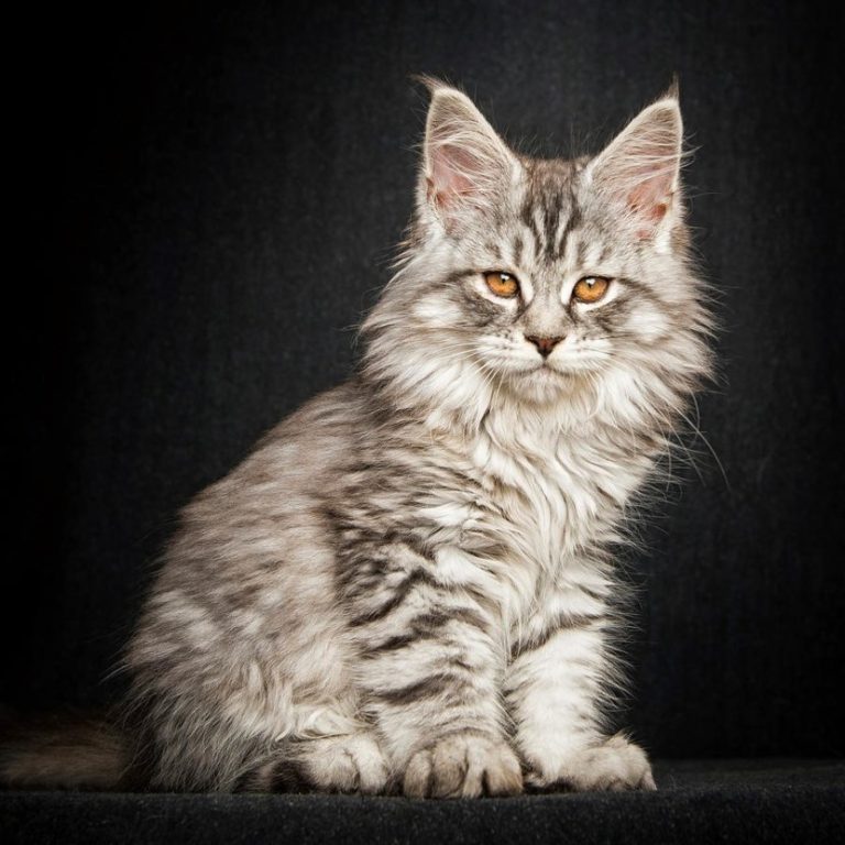 Мэнская кошка: описание, характер, фото, цена, содержание