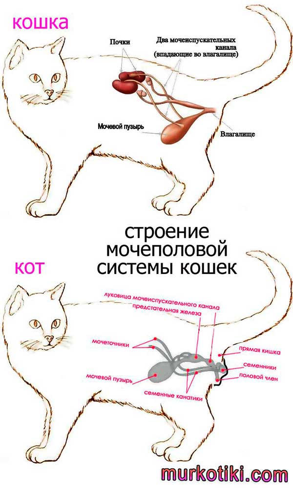 Болезни мочевыделительной системы у кошек – уретрит, цистит, мочекаменная болезнь