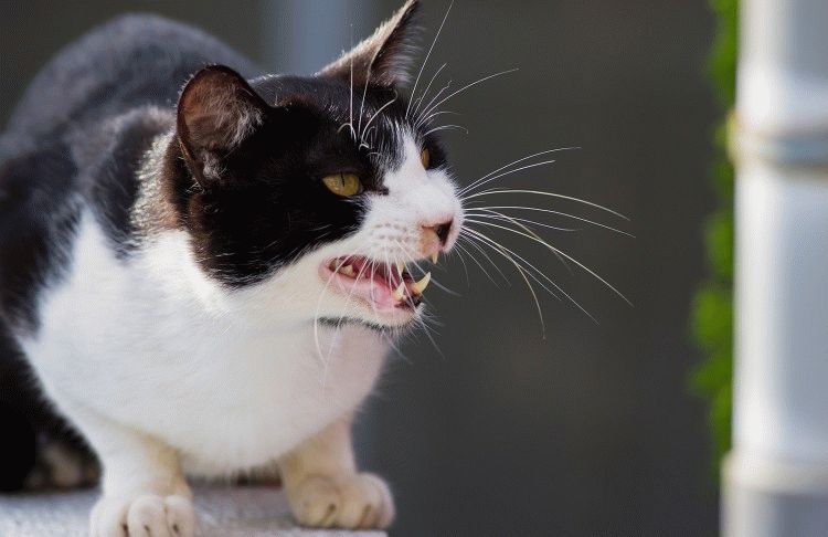 Агрессивный кот, основные причины и что делать?