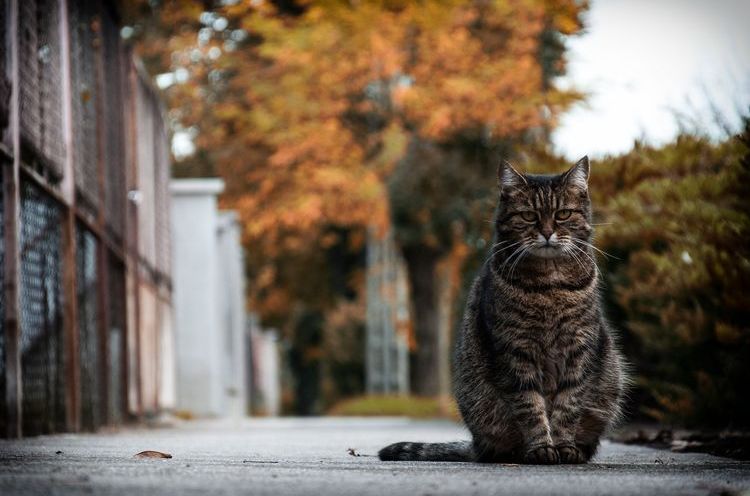 Как найти пропавшего кота, если он потерялся на улице, даче, убежала из дому домашняя кошка