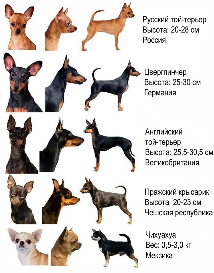 Популярные породы маленьких собак. топ-10 мелких пород в россии и за рубежом