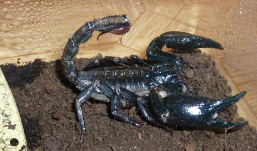 Императорский скорпион: описание, фото и видео, среда обитания, чем питается, враги