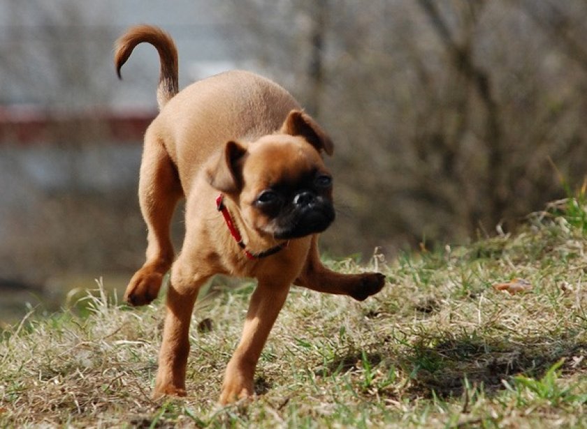 Характеристика собак породы пти-брабансон с отзывами и фото
