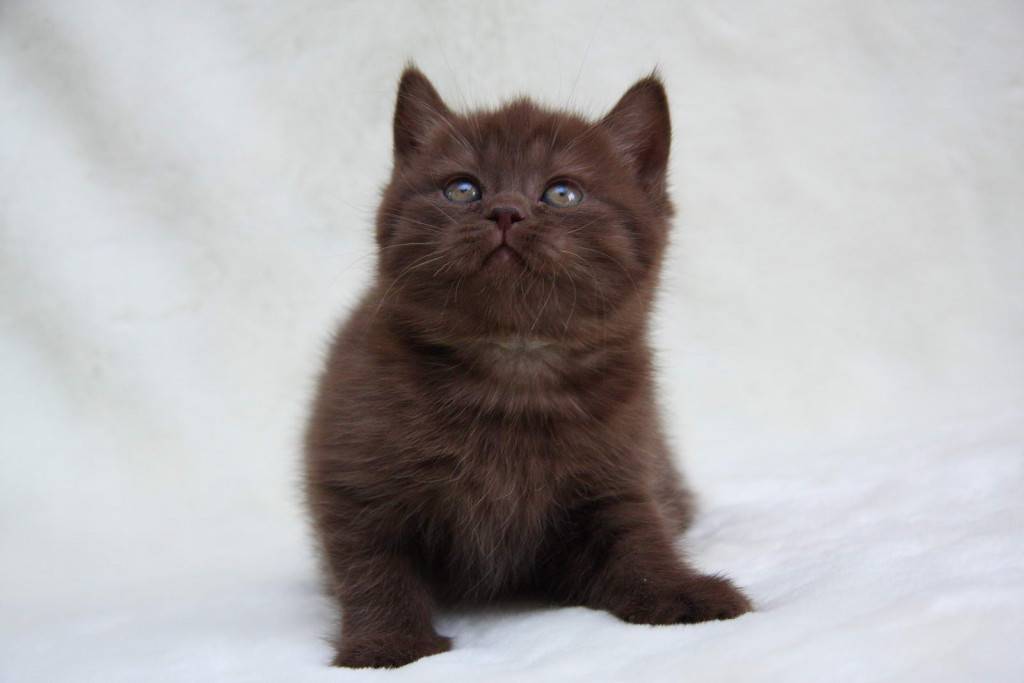 Йоркская шоколадная кошка – пушистая симпатяга из нью-йорка
