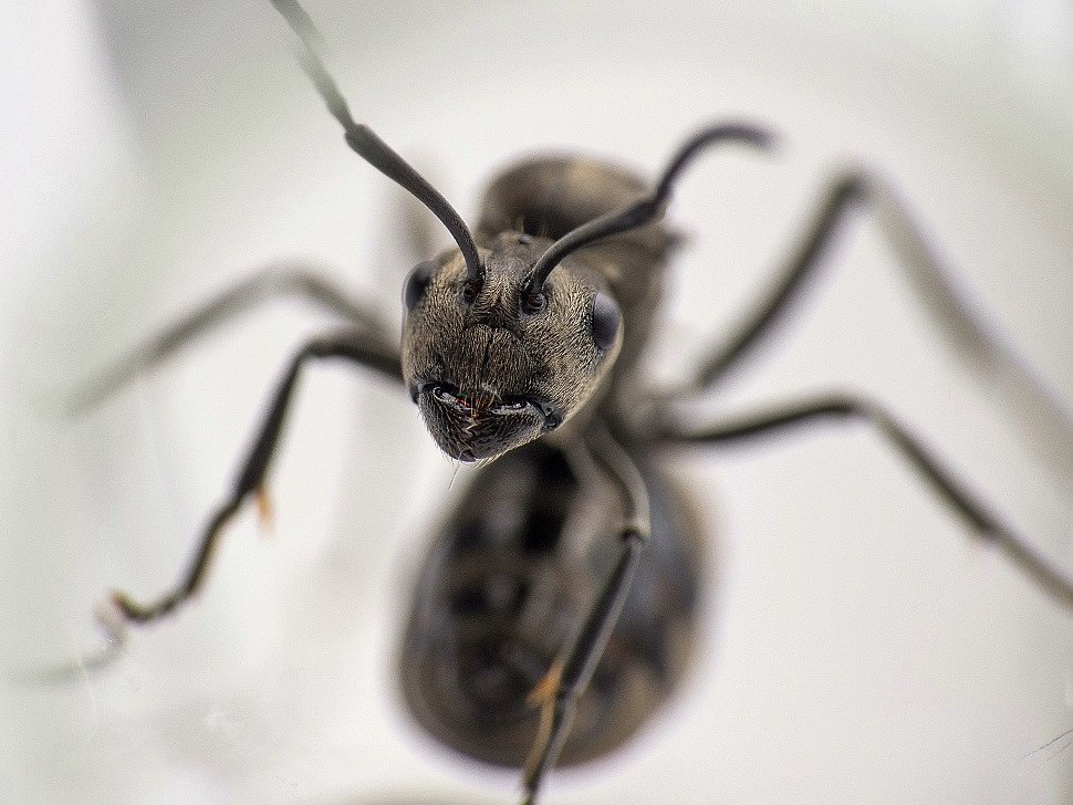 Camponotus largiceps : описание, содержание, кормление, уход