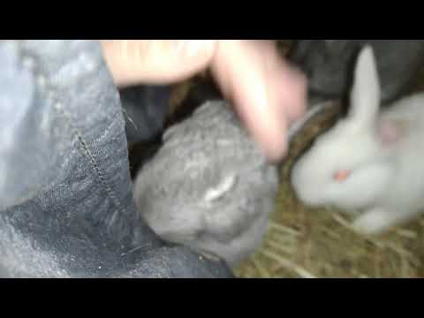 Как рождаются кролики: сколько приносит крольчат в первый раз