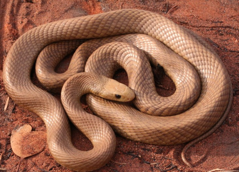 Самая ядовитая сухопутная змея в мире — тайпан