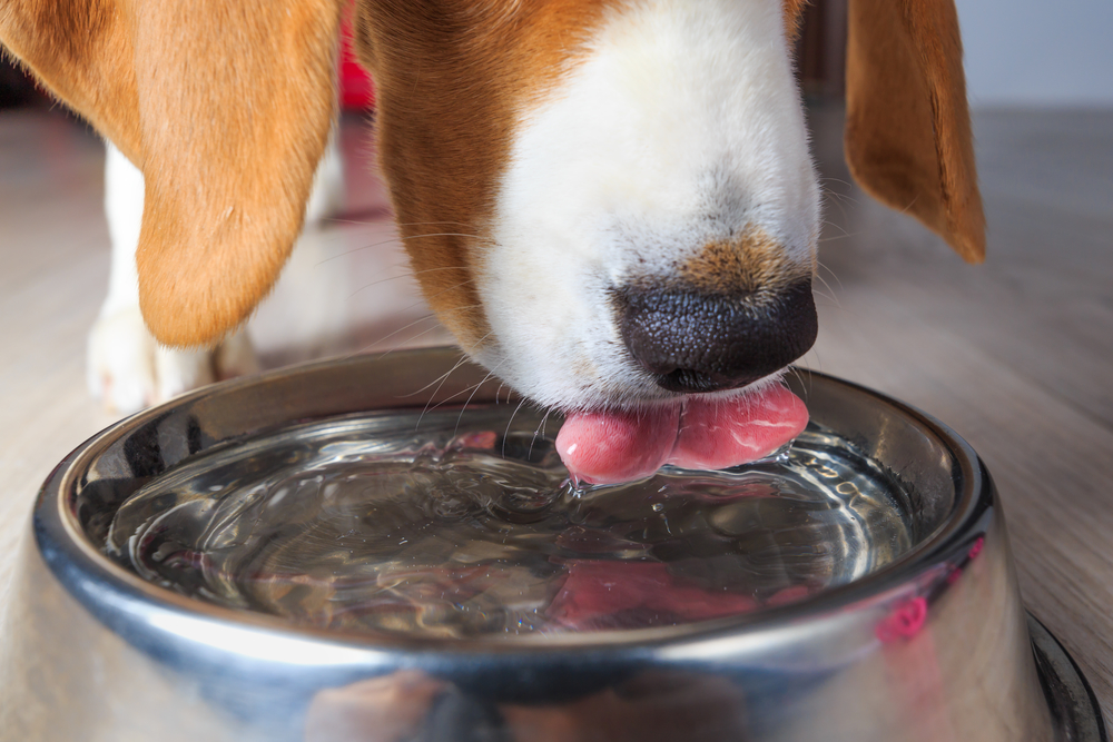 Собака пьет много воды: причина