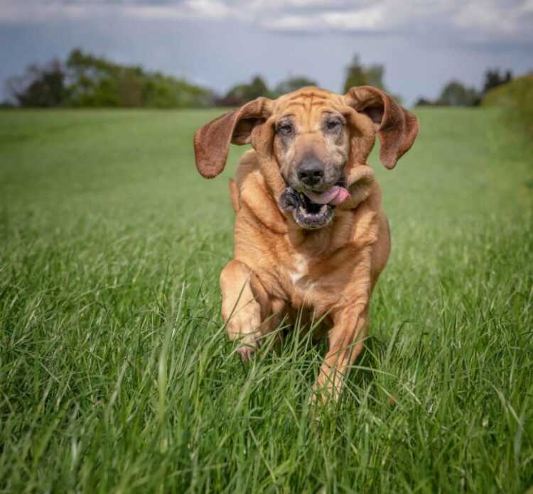 Бладхаунды (55 фото): описание гончих собак, история возникновения породы, особенности ухода за щенками