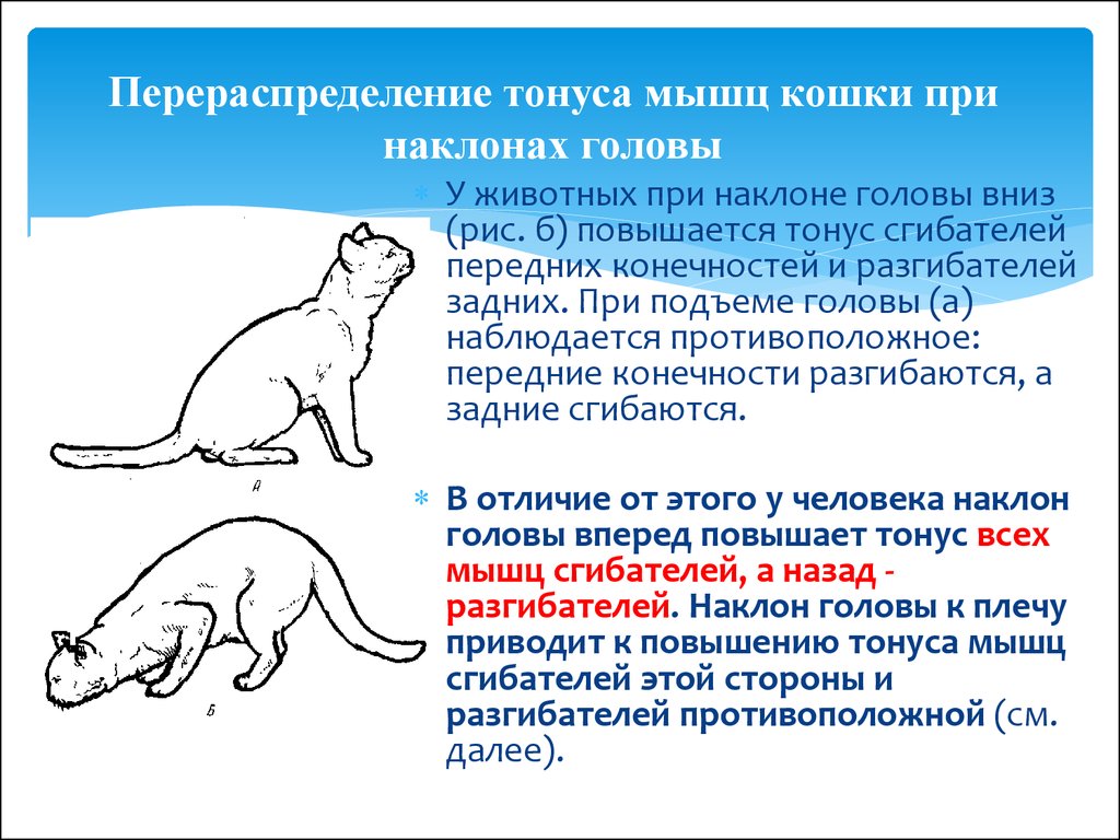 Одышка у кошек - причины, диагностика и лечение в москве. ветеринарная клиника "зоостатус"