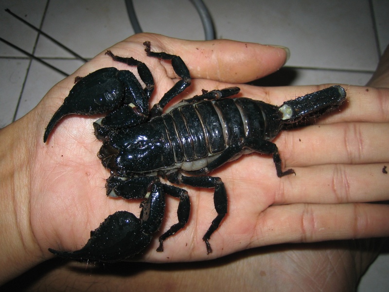 Heterometrus petersi или азиатский черный скорпион, содержание дома, кормление и разведение