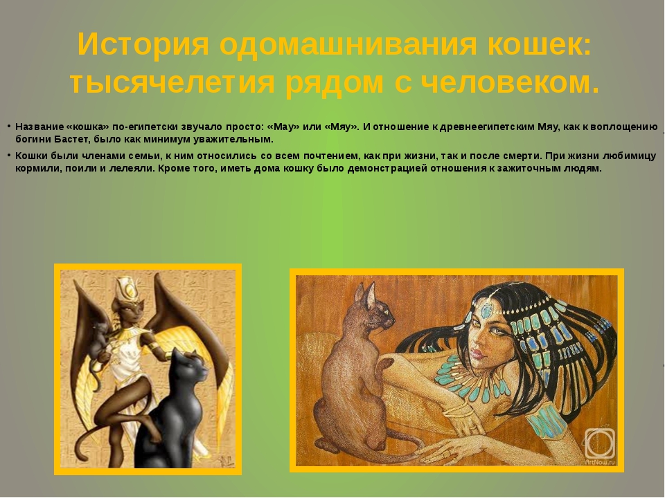 ᐉ как приручить котенка к себе: как привязать к себе кошку? - zooshop-76.ru