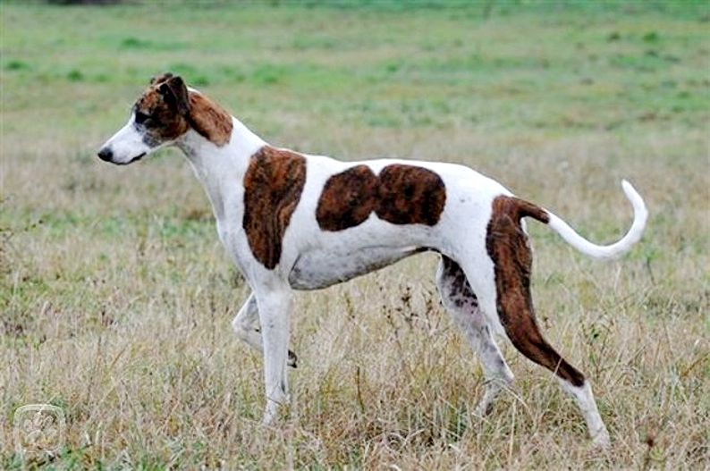 ᐉ собаки породы борзая — виды борзых и особенности ухода, их описание и фото - zoovet24.ru