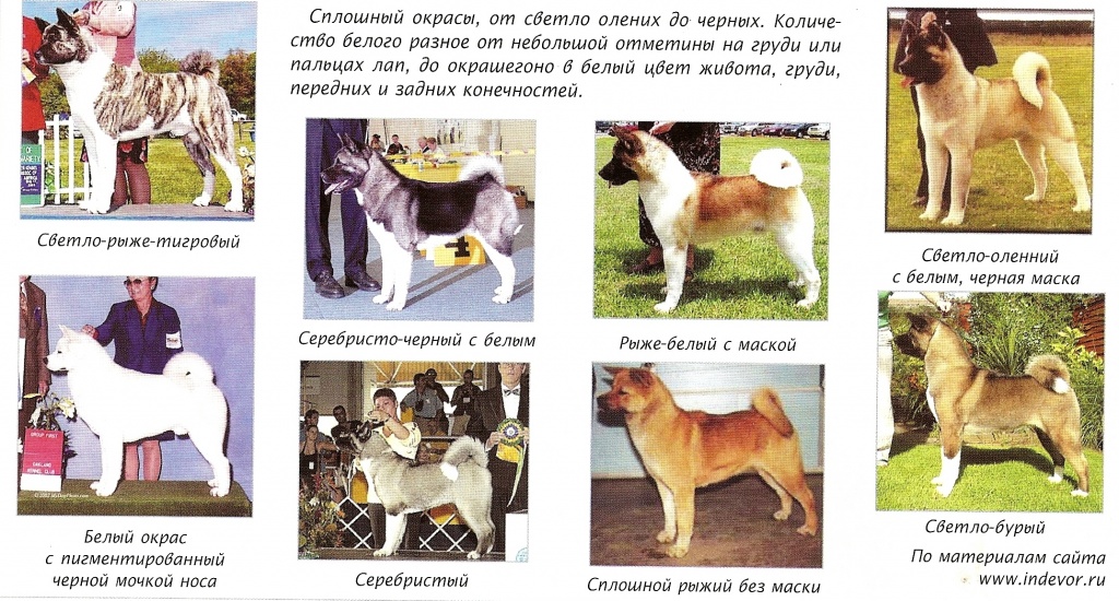 Белые большие породы собак с названиями и фото