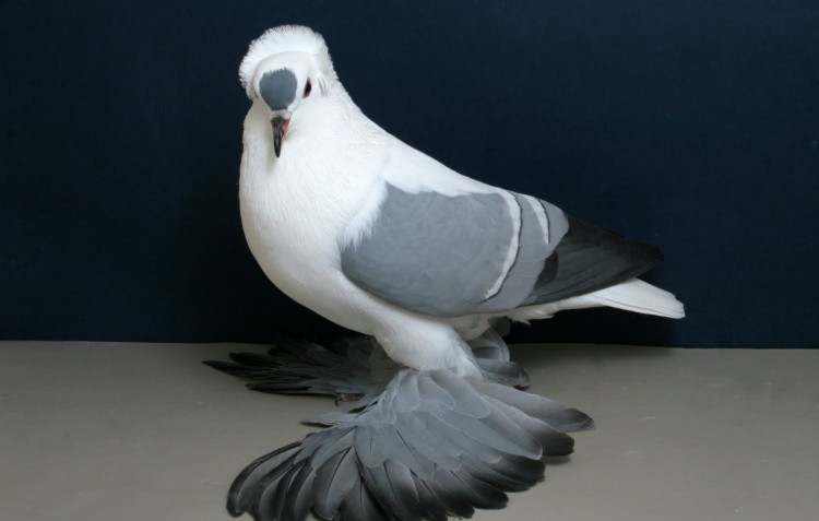 Породы голубей: описания 50 лучших и сколько видов существует в мире